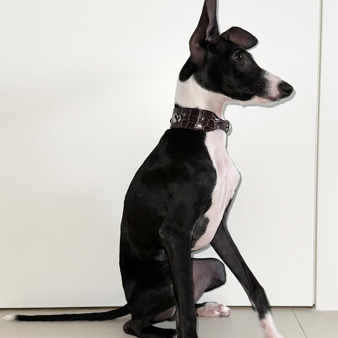 Wide Leather Dog Collar – For Small & Medium Dogs