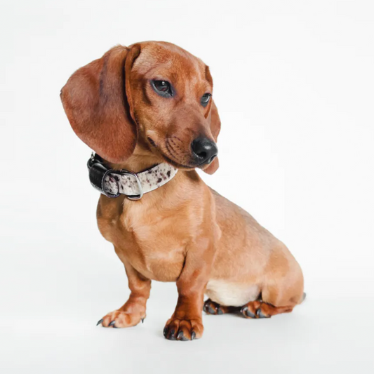Vintage Leather Dog Collar