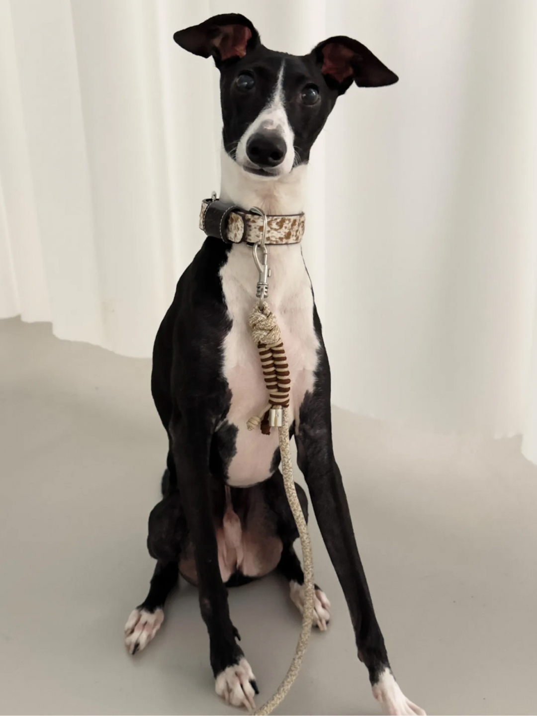 Vintage Leather Dog Collar