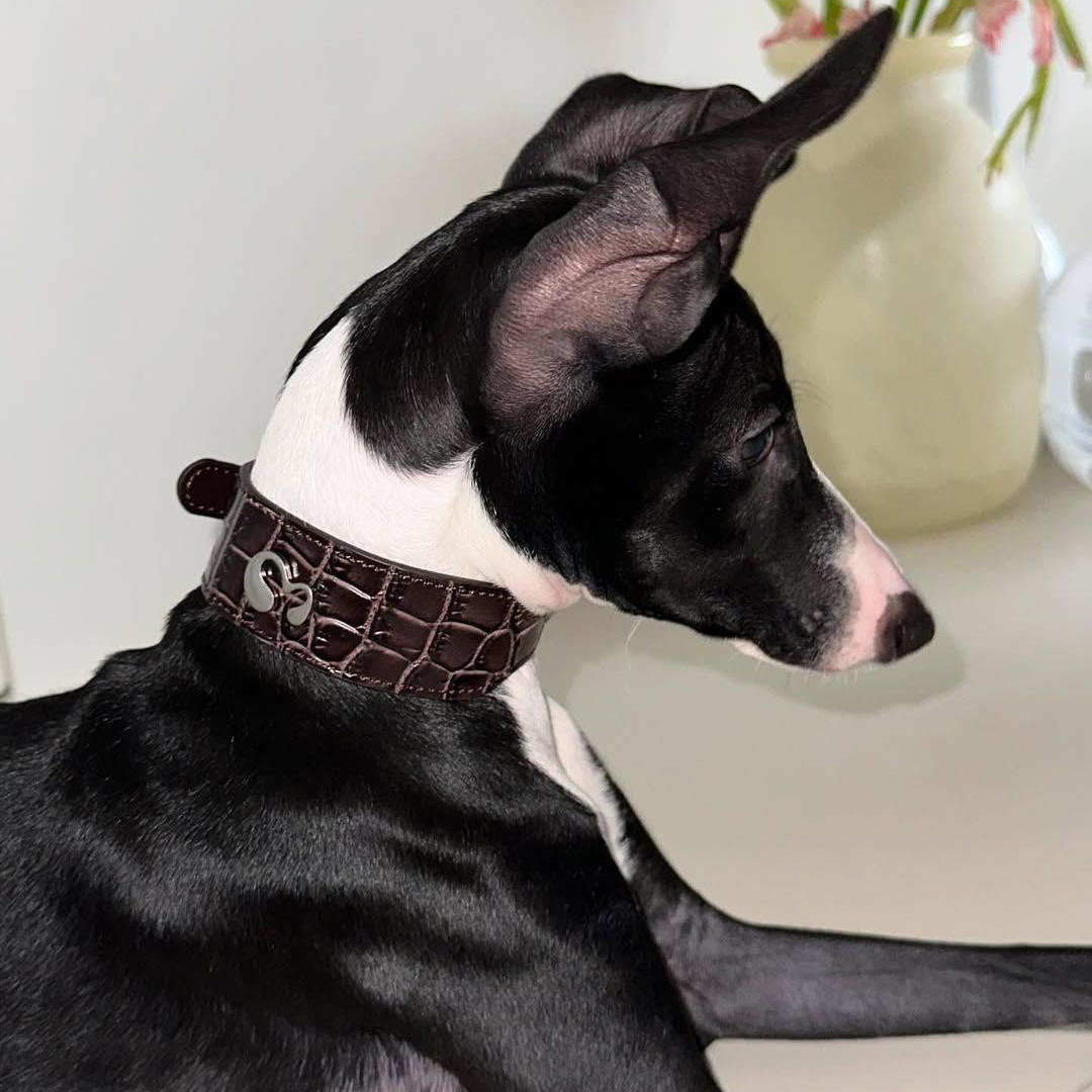 Wide Leather Dog Collar – For Small & Medium Dogs